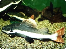 Redtail Catfish - 3 inch
